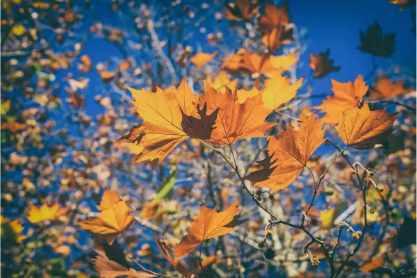 Why October is the Most Critical Month for Your Canadian Tax Strategy